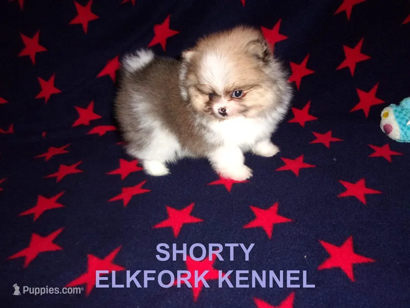 SHORTY – Pomeranian puppy for sale in Paris, MO