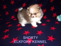 SHORTY, a male Pomeranian for sale in Paris, MO – Photo 1 of 10