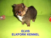 ELVIS, a male Pomeranian for sale in Paris, MO – Photo 7 of 10