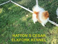 ELVIS, a male Pomeranian for sale in Paris, MO – Photo 10 of 10