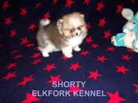 SHORTY, a male Pomeranian for sale in Paris, MO – Photo 3 of 10