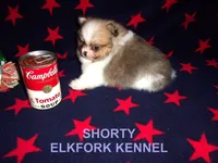 SHORTY, a male Pomeranian for sale in Paris, MO – Photo 5 of 10