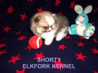 SHORTY, a male Pomeranian for sale in Paris, MO – Photo 4 of 10