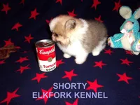 SHORTY, a male Pomeranian for sale in Paris, MO – Photo 7 of 10