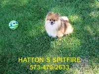 SHORTY, a male Pomeranian for sale in Paris, MO – Photo 9 of 10