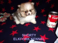 SHORTY, a male Pomeranian for sale in Paris, MO – Photo 8 of 10