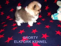 SHORTY, a male Pomeranian for sale in Paris, MO – Photo 2 of 10