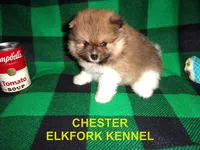 CHESTER, a male Pomeranian for sale in Paris, MO – 3 of 10