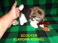 SCOOTER, a male Pomeranian for sale in Paris, MO – 8 of 10