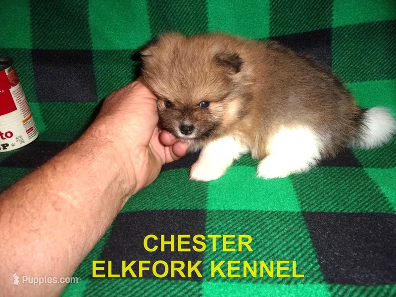 CHESTER – Pomeranian puppy for sale in Paris, MO