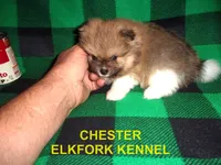 CHESTER, a male Pomeranian for sale in Paris, MO – 5 of 10