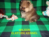 WILSON, a male Pomeranian for sale in Paris, MO – 8 of 10
