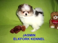 JASMIN, a female Pomeranian for sale in Paris, MO – 1 of 10