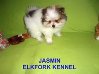 JASMIN, a female Pomeranian for sale in Paris, MO – 7 of 10