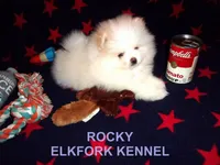 ROCKY, a male Pomeranian for sale in Paris, MO – Photo 8 of 10