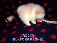 ROCKY, a male Pomeranian for sale in Paris, MO – Photo 2 of 10
