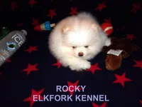 ROCKY, a male Pomeranian for sale in Paris, MO – Photo 6 of 10