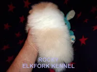 ROCKY, a male Pomeranian for sale in Paris, MO – Photo 3 of 10