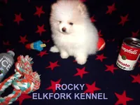 ROCKY, a male Pomeranian for sale in Paris, MO – Photo 5 of 10
