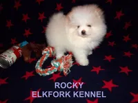 ROCKY, a male Pomeranian for sale in Paris, MO – Photo 1 of 10