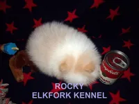 ROCKY, a male Pomeranian for sale in Paris, MO – Photo 4 of 10