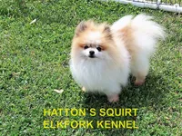 ROCKY, a male Pomeranian for sale in Paris, MO – Photo 10 of 10
