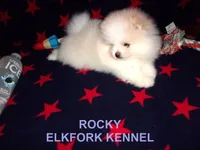 ROCKY, a male Pomeranian for sale in Paris, MO – Photo 7 of 10