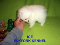 ICE, a male Pomeranian for sale in Paris, MO – Photo 6 of 10