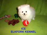 ICE, a male Pomeranian for sale in Paris, MO – Photo 8 of 10