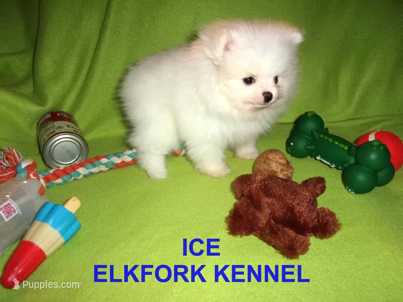 ICE – Pomeranian puppy for sale in Paris, MO