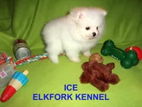 ICE, a male Pomeranian for sale in Paris, MO – Photo 1 of 10