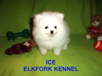 ICE, a male Pomeranian for sale in Paris, MO – Photo 7 of 10