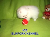 ICE, a male Pomeranian for sale in Paris, MO – Photo 3 of 10