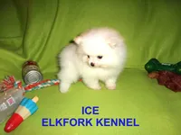 ICE, a male Pomeranian for sale in Paris, MO – Photo 4 of 10