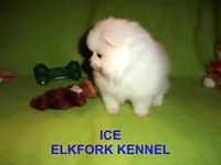 ICE, a male Pomeranian for sale in Paris, MO – Photo 5 of 10