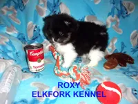 ROXY, a female Pomeranian for sale in Paris, MO – 8 of 10
