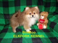 BooBoo, a female Pomeranian for sale in Paris, MO – 3 of 10