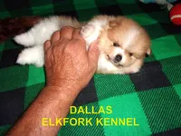 DALLAS, a male Pomeranian for sale in Paris, MO – 6 of 10