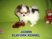 JASMIN, a female Pomeranian for sale in Paris, MO – 2 of 10