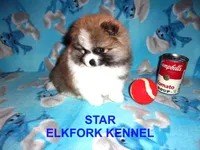 STAR, a female Pomeranian for sale in Paris, MO – 6 of 10