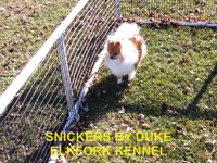 DALLAS, a male Pomeranian for sale in Paris, MO – 9 of 10