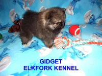 GIDGET, a male Pomeranian for sale in Paris, MO – 2 of 10