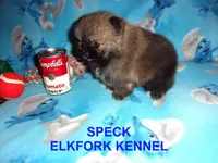 SPECK, a male Pomeranian for sale in Paris, MO – 6 of 10