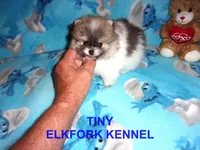 TINY, a male Pomeranian for sale in Paris, MO – 3 of 10