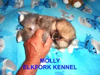 MOLLY, a female Pomeranian for sale in Paris, MO – 7 of 10