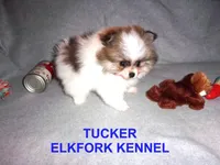 TUCKER, a male Pomeranian for sale in Paris, MO – Photo 8 of 10