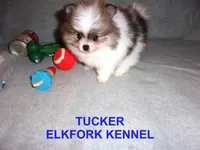 TUCKER, a male Pomeranian for sale in Paris, MO – Photo 3 of 10