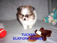 TUCKER, a male Pomeranian for sale in Paris, MO – Photo 4 of 10