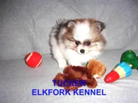 TUCKER, a male Pomeranian for sale in Paris, MO – Photo 7 of 10