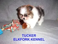 TUCKER, a male Pomeranian for sale in Paris, MO – Photo 5 of 10